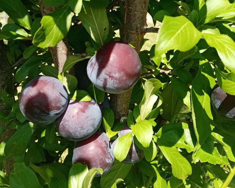 3 Bedroom Property for Sale in Oudtshoorn Rural Western Cape